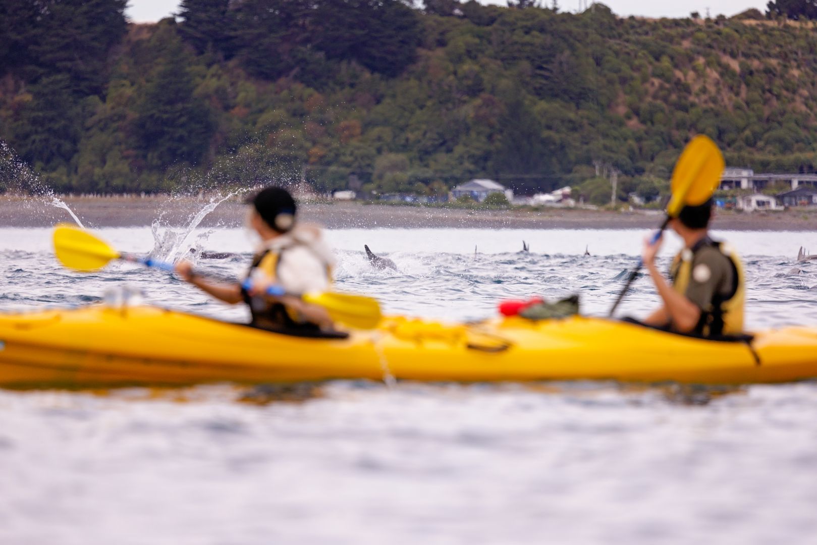 Kaikoura Kayaks