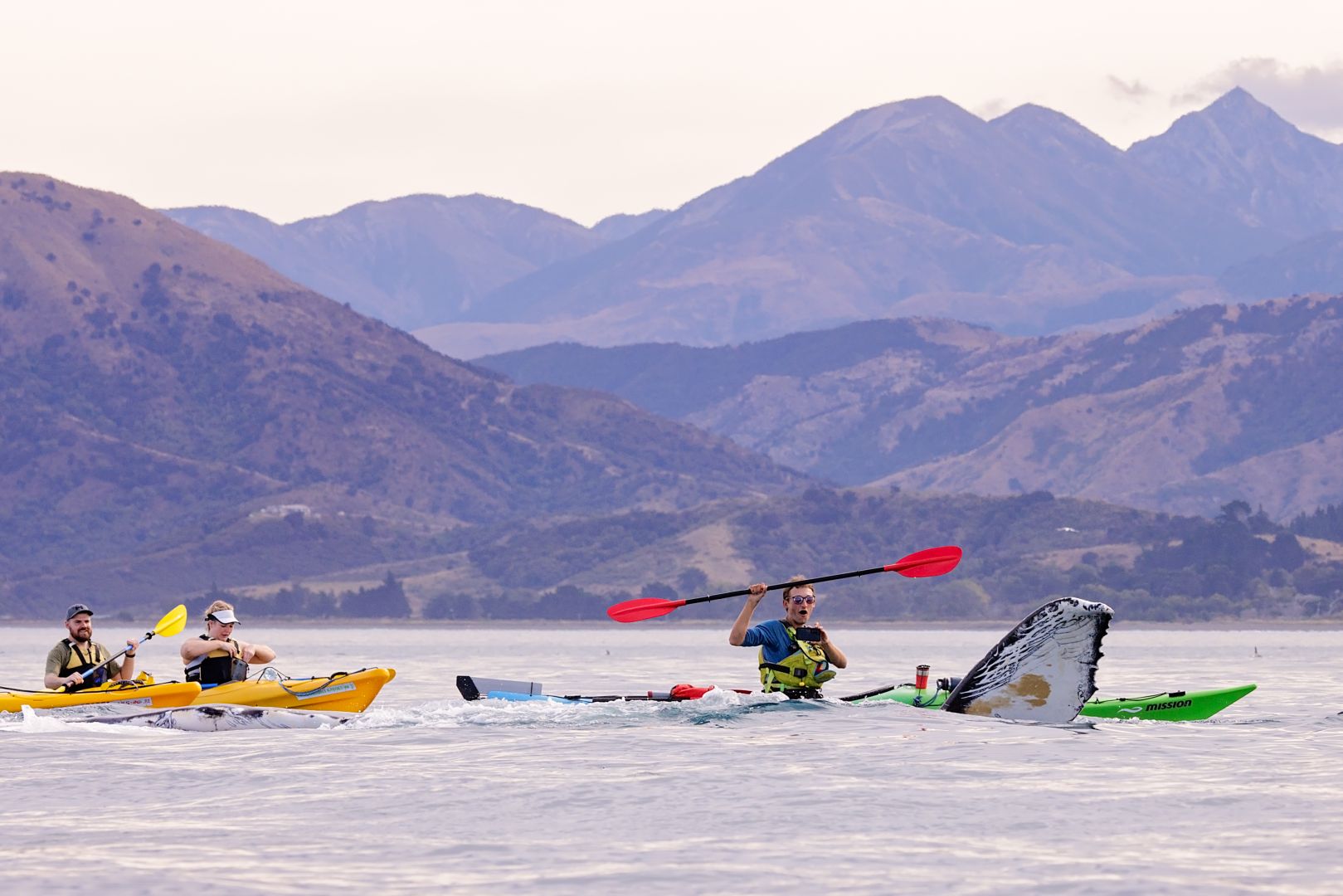 Orca Whales Kaikoura Kayaks