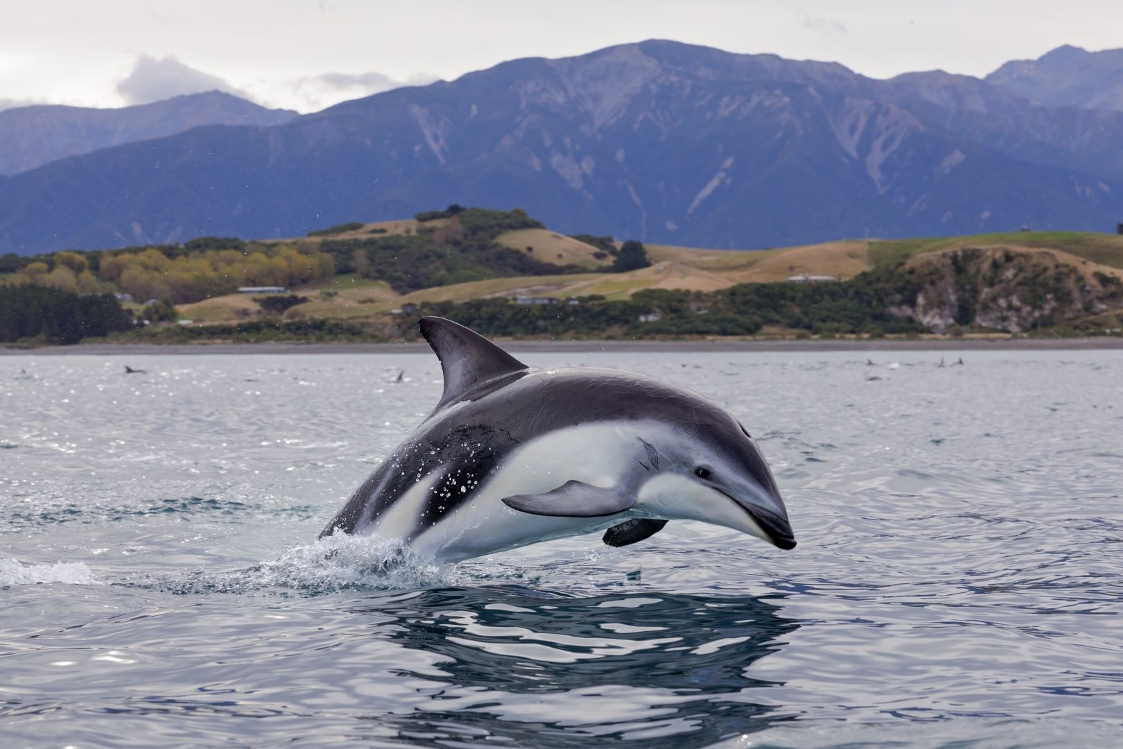 Hectors Dolphin Kaikoura