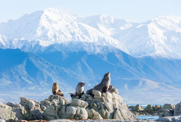 NZ Fur Seal