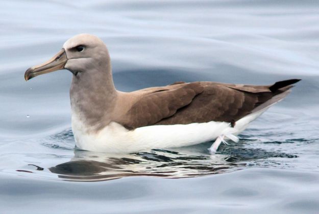 Birdlife Kaikoura