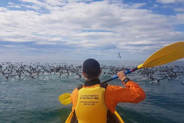 Birds Kaikoura Kayaks