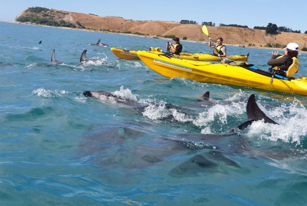 Dusky Dolphins Kaikoura Kayaks