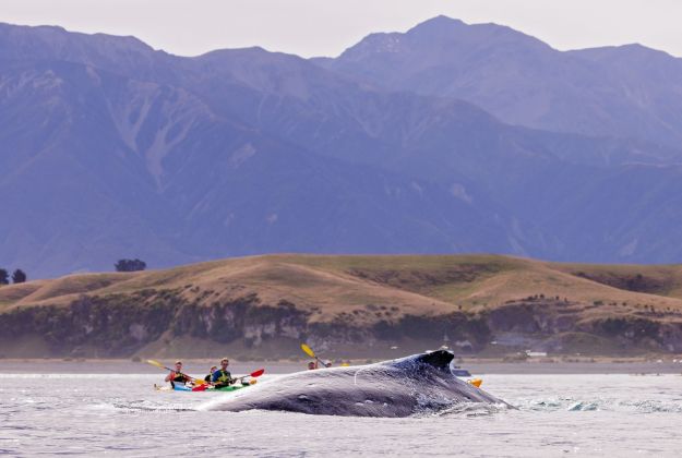 Humpback Whale Kaikoura Kayaks