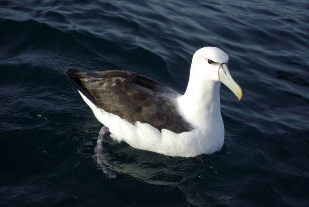 Kaikoura Gannet