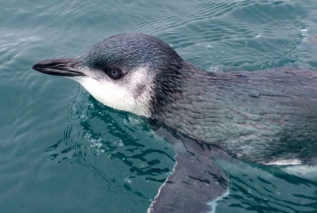 Blue Penguins Kaikoura Kayaks