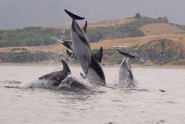 Kaikoura Wildlife - Dolphins