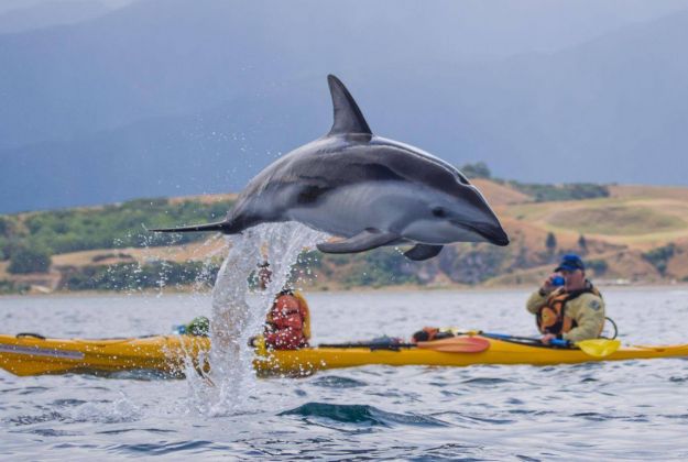 Dusky Dolphin Kaikoura Kayaks