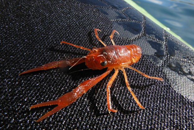 Kaikoura Wildlife