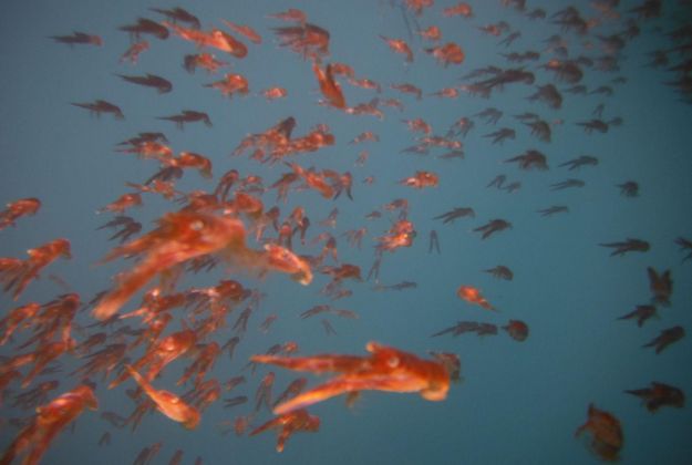 Kaikoura Krill