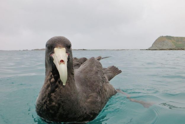 Kaikoura Wildlife