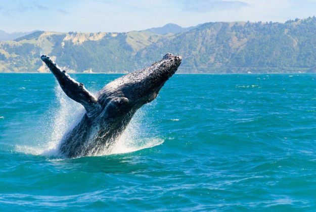 Humpback Whale Kaikoura