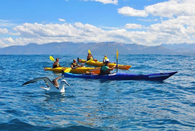 Kaikoura Wildlife