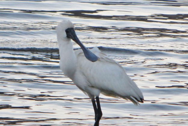 Kaikoura Gannet