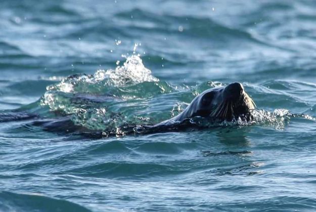 NZ Fur Seal Kaikoura