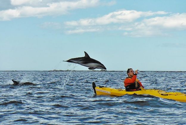 Dusky Dolphins with Kaikoura Kayaks