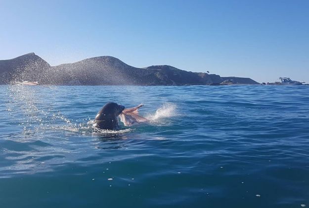 Dusky Dolphins Kaikoura Kayaks