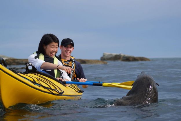 Wildlife Kayaking Kaikoura kayaks